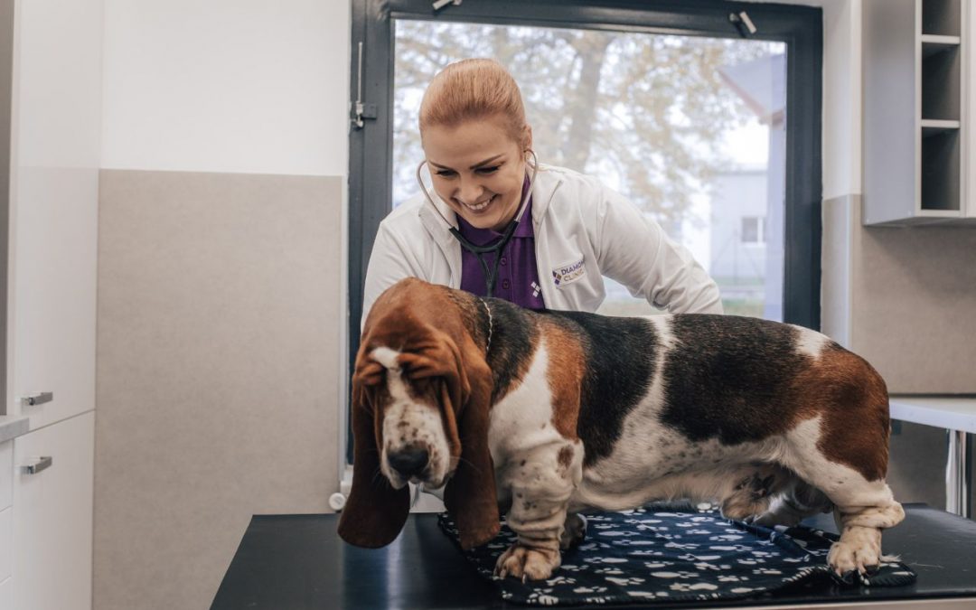 Nepodceňujte důležitost odčervení u&nbsp;koček i&nbsp;psů