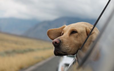 Všechno, co potřebujete vědět o vycestování se psem za hranice České republiky